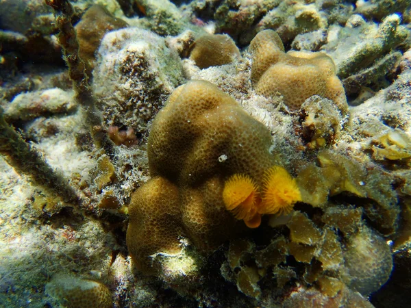 Christmas tree worm — Stock Photo, Image