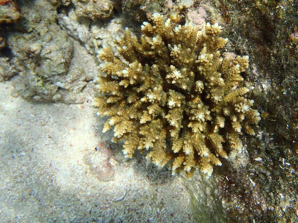 Korallen — Stockfoto