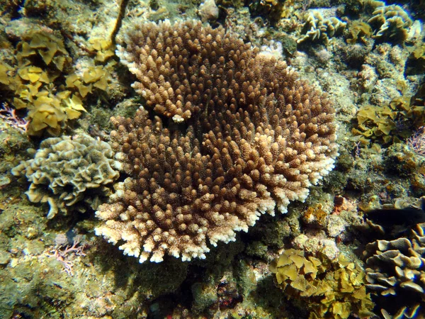 Πολύχρωμο κοραλλιογενή ύφαλο — Φωτογραφία Αρχείου