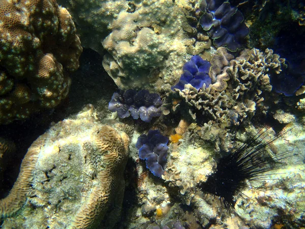 Mondo subacqueo — Foto Stock