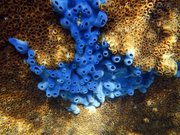 Underwater World — Stock Photo, Image