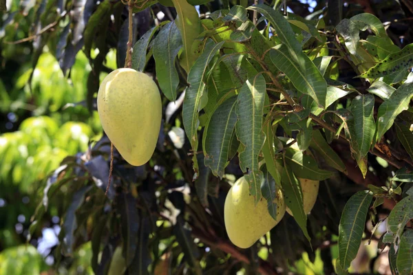 Mango, zrání na stromě — Stock fotografie