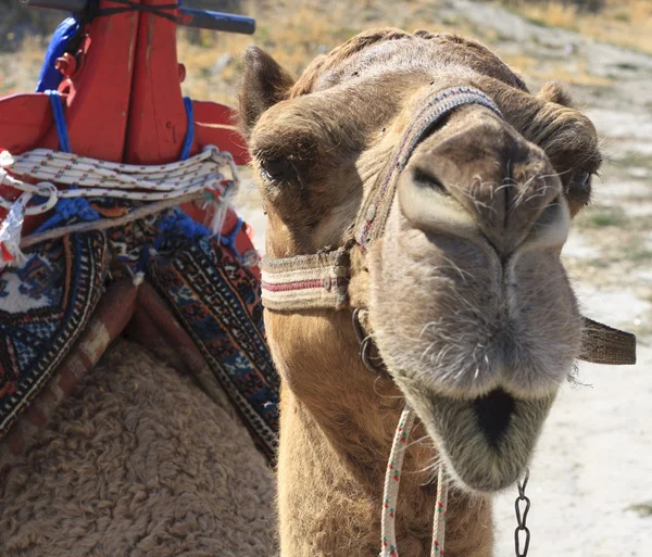 Closeup portret van een gek kameel — Stockfoto
