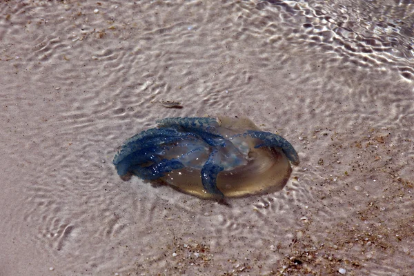 Big jellyfish during low tide — Stock Photo, Image