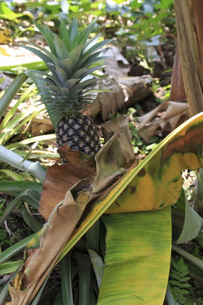 Piña creciendo en un campo — Foto de Stock