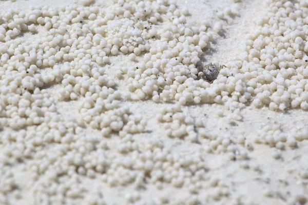 Beach crab markings — Stock Photo, Image