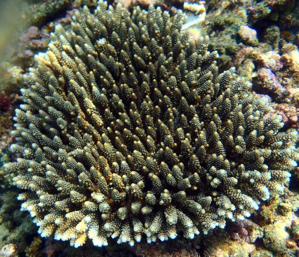 Farbenfrohes Korallenriff — Stockfoto