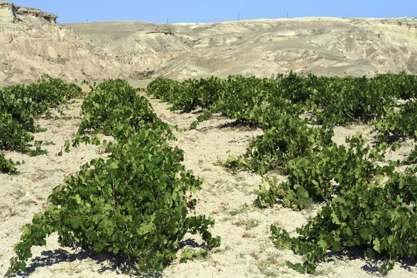 Vineyard — Stock Photo, Image