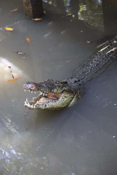 Krokodil — Stockfoto