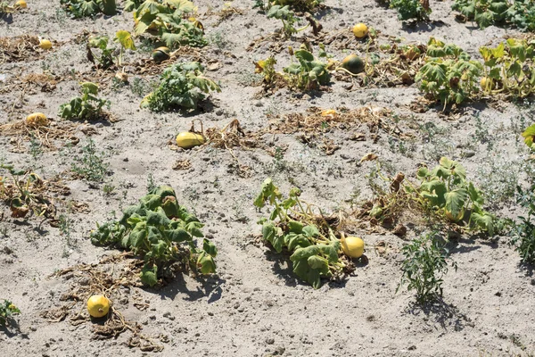 Gul melon fält — Stockfoto