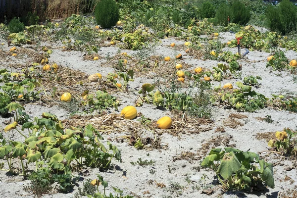 Žlutý meloun pole — Stock fotografie