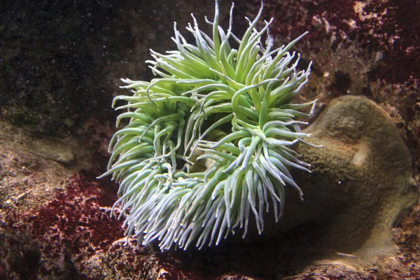 Deniz anenome, açık ve beslenme.