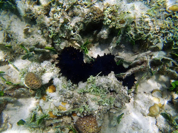 black sea cucumbers under water