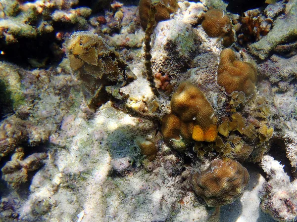 Christmas Tree Worms — Stock Photo, Image