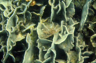 Sert mercanlar resif üzerinde