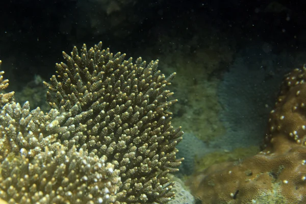 Corales duros en un arrecife —  Fotos de Stock