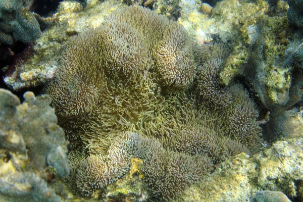 Harde koralen op een rif — Stockfoto
