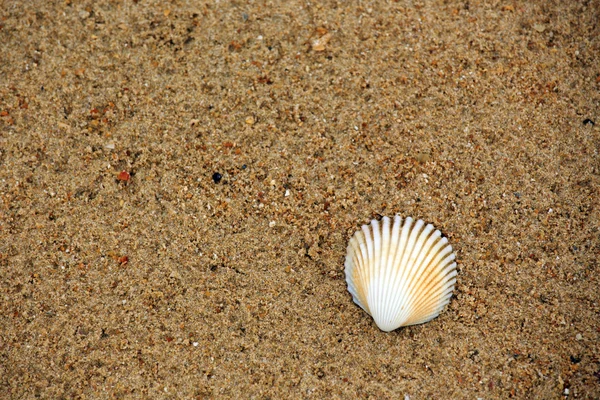 ビーチで貝殻。完全なフレーム — ストック写真