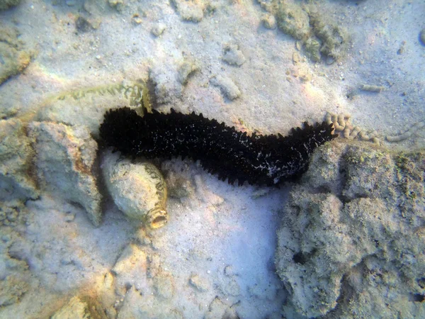 deniz hıyarı portre