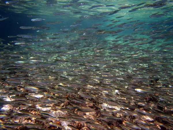 Escuela de peces — Foto de Stock