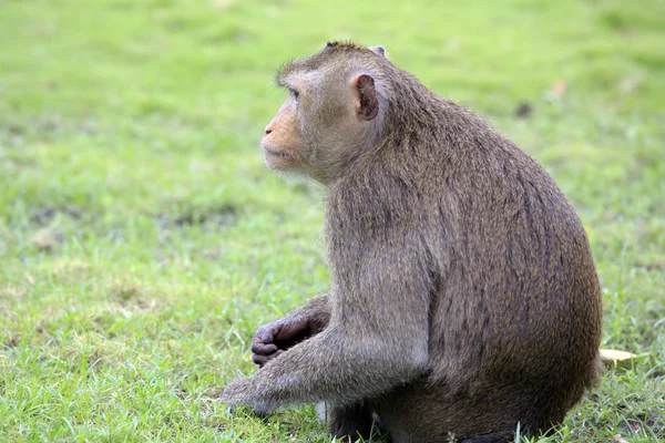 Vergadering nieuwsgierig uitziende apen in tropische vietnam — Stockfoto