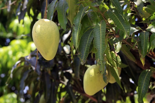 Mango ağacı olgunlaşma — Stok fotoğraf