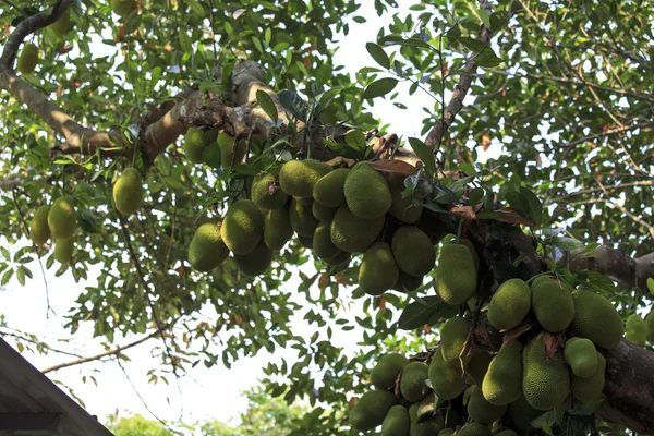 The jackfruit — Stock Photo, Image