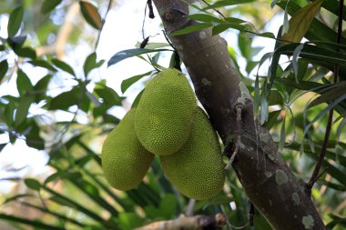 Cluster of breadfruits on the tree clipart