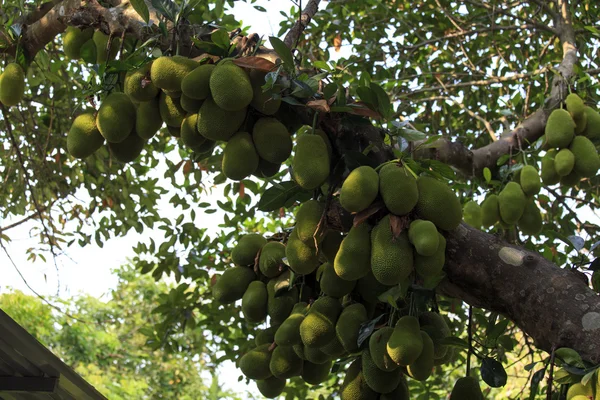 Agrupamento de frutos do pão na árvore — Fotografia de Stock