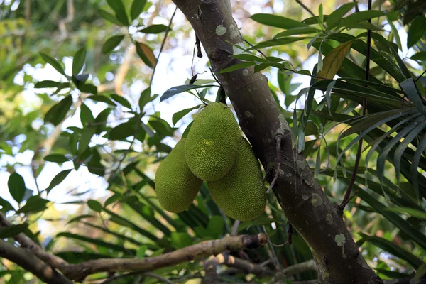 Breadfruits küme ağaç üzerinde — Stok fotoğraf