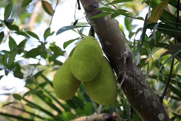 Breadfruits küme ağaç üzerinde — Stok fotoğraf