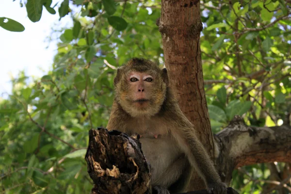 Monkey — Stock Photo, Image