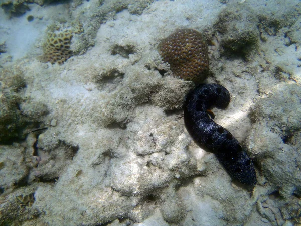 Sea cucumber — Stock Photo, Image