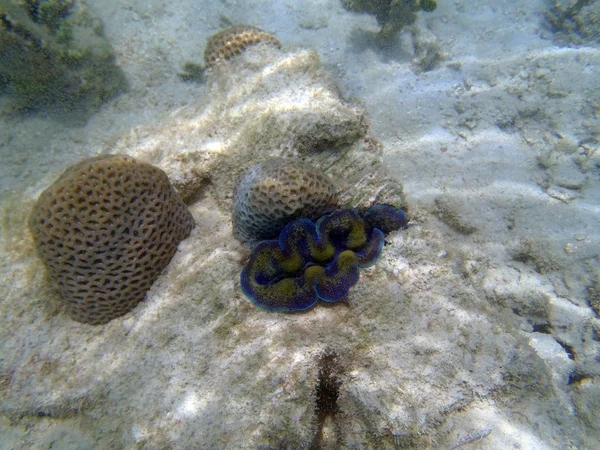 Obří škeble (tridacna gigas) v tropické korálový útes — Stock fotografie