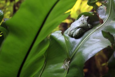 Yeşil izinli oturan kurbağa 