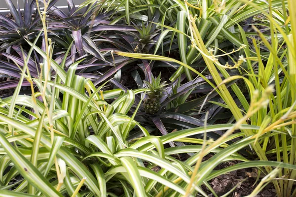 Planta de abacaxi em crescimento — Fotografia de Stock