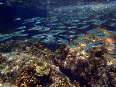 renkli mercan resif balık balıklar scalefin anthias içinde tro ile