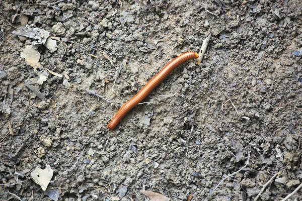 Millipede climbing up on the ground — Stock Photo, Image