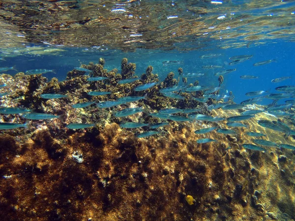 Recife de coral colorido com cardumes de peixes scalefin anthias em tro — Fotografia de Stock