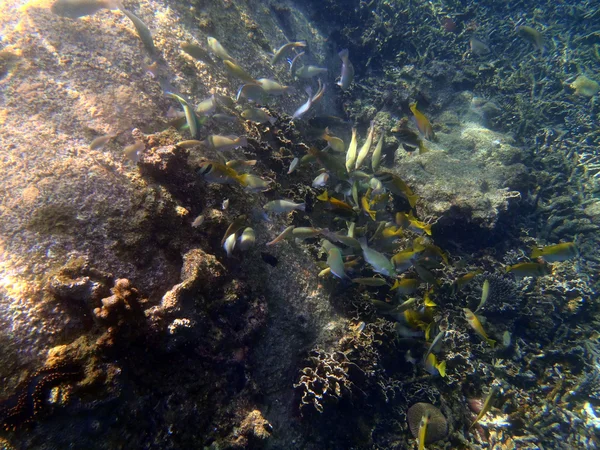 Recife de coral colorido com cardumes de peixes scalefin anthias em tro — Fotografia de Stock