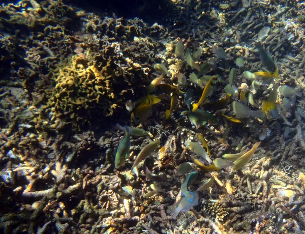 Färgglada korallrev med stim av fiskar scalefin anthias i tro — Stockfoto