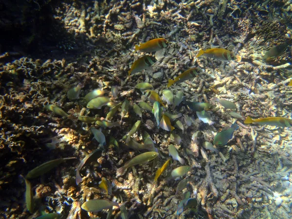 Karang berwarna-warni dengan kawanan ikan scalefin anthias di tro — Stok Foto