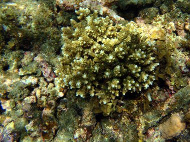 egzotik deniz yaşamı