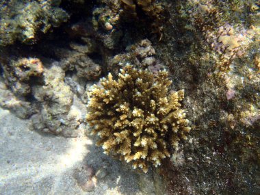 egzotik deniz yaşamı