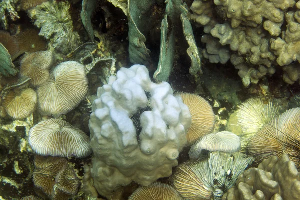 エキゾチックな海洋生物 — ストック写真