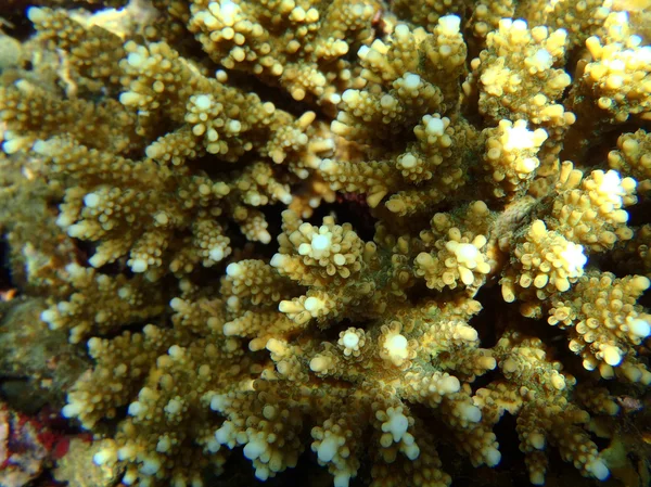 エキゾチックな海洋生物 — ストック写真