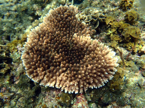 エキゾチックな海洋生物 — ストック写真