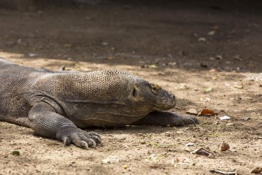 Komodo Ejderi