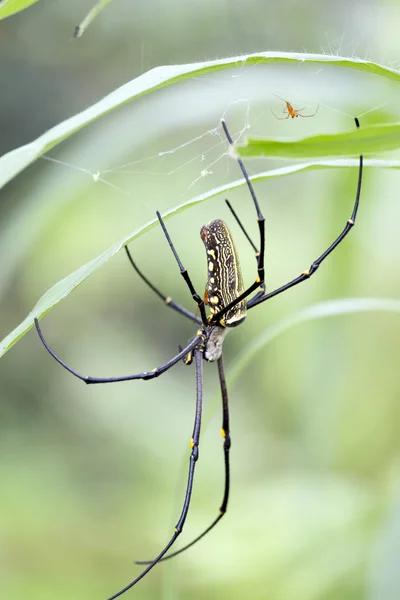 女性是金色的网蜘蛛 Nephila pilipes，印度尼西亚巴厘岛 — 图库照片