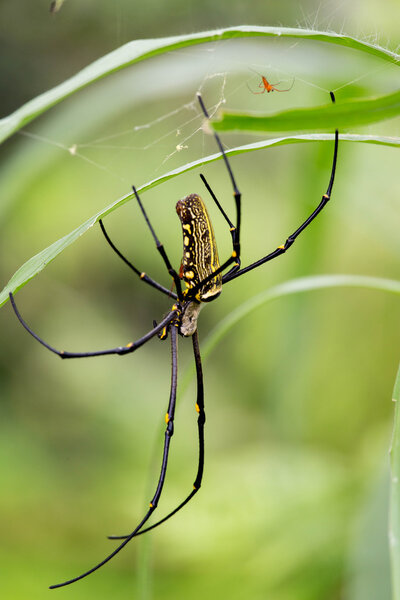 Female golden web spider Nephila pilipes , Bali, Indonesia